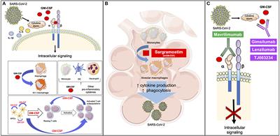 Targeting GM-CSF in COVID-19 Pneumonia: Rationale and Strategies